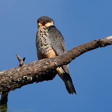 Image result for Falco amurensis