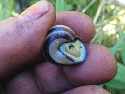 Attēlu rezultāti vaicājumam “Cepaea nemoralis”