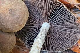 Attēlu rezultāti vaicājumam “Didymium aggregatum macro”