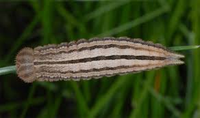 Attēlu rezultāti vaicājumam “Hipparchia semele”