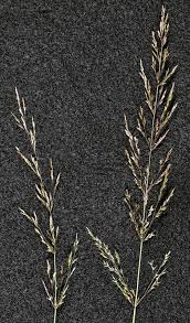 Attēlu rezultāti vaicājumam “Agrostis stolonifera subsp. straminea”