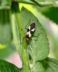 Attēlu rezultāti vaicājumam “Lygaeidae”
