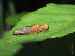 Attēlu rezultāti vaicājumam “Phymatopus hecta”