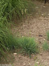 Attēlu rezultāti vaicājumam “Koeleria glauca”