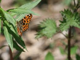 Attēlu rezultāti vaicājumam “Araschnia levana upperside”