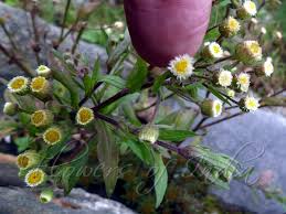 Attēlu rezultāti vaicājumam “Erigeron acris flower”