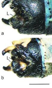 Attēlu rezultāti vaicājumam “Enallagma cyathigerum male”