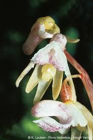 Attēlu rezultāti vaicājumam “Epipogium aphyllum”