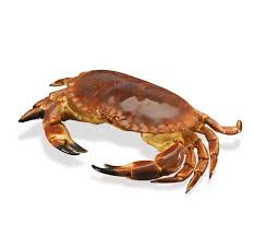 Image result for Cancer pagurus