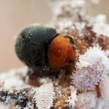 Image result for Cryptolaemus