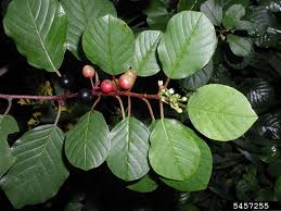 Attēlu rezultāti vaicājumam “Frangula alnus leaf”