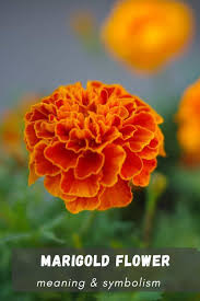Attēlu rezultāti vaicājumam “Tagetes flower”