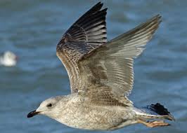 Attēlu rezultāti vaicājumam “Larus argentatus”