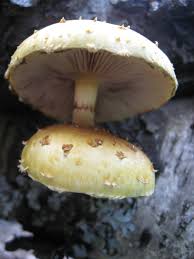 Attēlu rezultāti vaicājumam “Pholiota heteroclita”