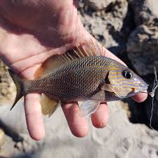 Image result for Haemulon plumierii