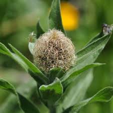 Attēlu rezultāti vaicājumam “Centaurea scabiosa bud”
