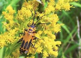 Attēlu rezultāti vaicājumam “Cantharidae”
