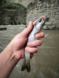 Image result for Salmo ciscaucasicus