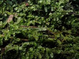 Attēlu rezultāti vaicājumam “Calypogeia fissa”