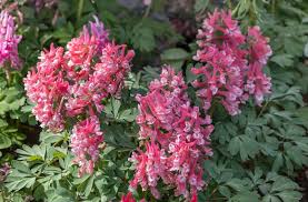 Attēlu rezultāti vaicājumam “Corydalis solida flower”