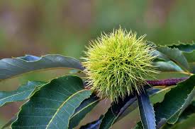 Attēlu rezultāti vaicājumam “Castanea sativa  fruit”