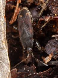 Attēlu rezultāti vaicājumam “Eremocoris plebejus”