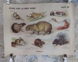 Attēlu rezultāti vaicājumam “Rodentia”