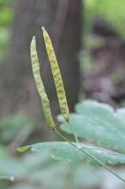 Attēlu rezultāti vaicājumam “Chelidonium majus bud”