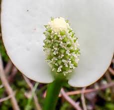 Attēlu rezultāti vaicājumam “Calla palustris flower”