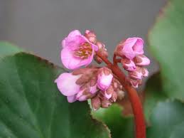 Attēlu rezultāti vaicājumam “Bergenia crassifolia flower”