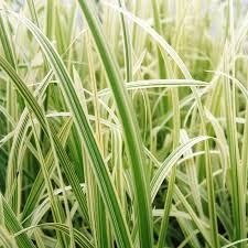 Attēlu rezultāti vaicājumam “Glyceria maxima fruit”