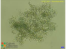 Attēlu rezultāti vaicājumam “Gloeocapsa rupestris”