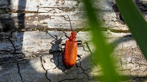 Attēlu rezultāti vaicājumam “Pyrochroidae”