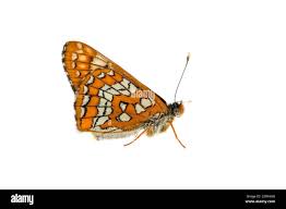 Attēlu rezultāti vaicājumam “Euphydryas maturna pupa”