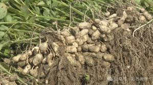 Image result for 春粒