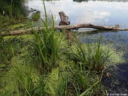 Attēlu rezultāti vaicājumam “Carex pseudocyperus fruit”
