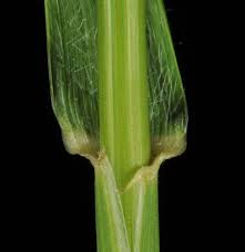 Attēlu rezultāti vaicājumam “Elytrigia repens subsp. arenosa”