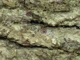 Attēlu rezultāti vaicājumam “Thelopsis rubella”