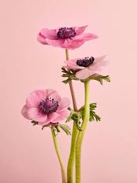 Attēlu rezultāti vaicājumam “Anemone”