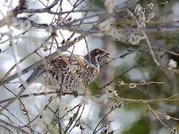 Attēlu rezultāti vaicājumam “Tetrastes bonasia juvenile”