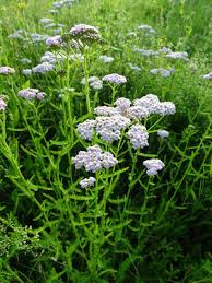 Attēlu rezultāti vaicājumam “Achillea salicifolia flower”