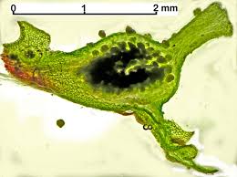 Attēlu rezultāti vaicājumam “Blasia pusilla”