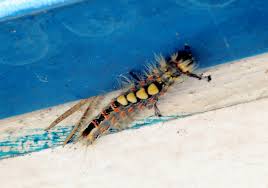 Attēlu rezultāti vaicājumam “Udea prunalis”