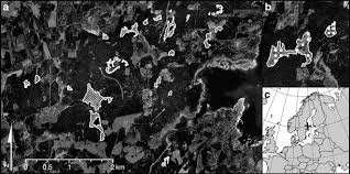 Attēlu rezultāti vaicājumam “Leiocolea rutheana sporophyte”