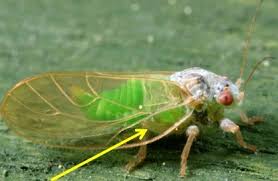 Attēlu rezultāti vaicājumam “Sternorrhyncha”