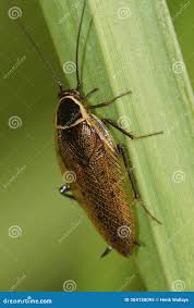 Attēlu rezultāti vaicājumam “Ectobius sylvestris female”