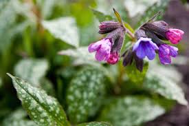 Attēlu rezultāti vaicājumam “Pulmonaria saccharata”