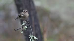 Attēlu rezultāti vaicājumam “Fringilla coelebs juvenile”