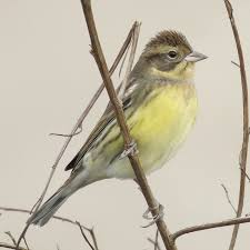 Image result for Emberiza aureola