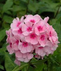 Image result for Phlox paniculata `Bright Eyes`